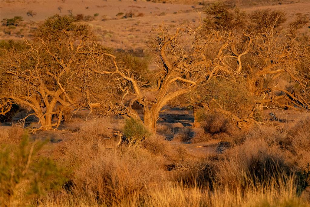 Namíbia - veľký okruh - 7
