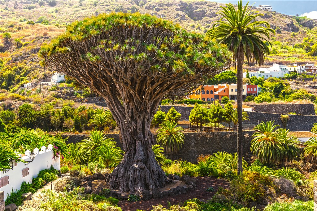 To najlepšie z Tenerife - zelený sever a slnečný juh - 4