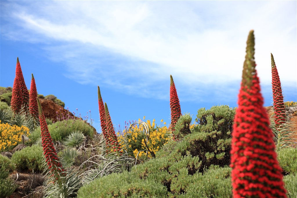To najlepšie z Tenerife - zelený sever a slnečný juh - 9