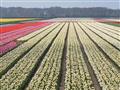 Květinové korzo - Holandská květinová pohádka - květinové korzo
