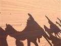 Jordánsko fun & energy - Jordansko wadi rum camel ride tiene