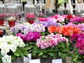 Výstava kvetov a záhrad v Tullne - v meste kvetov