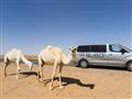 Pozor, pozor! Cestám v Saudskej Arábii dominujú ťavy!