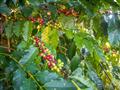 Prejdeme sa medzi avokádovými stromami a prezrieme si najstaršiu fungujúcu kávovú plantáž oblasti a 