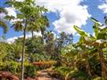 Okrem krásnych azúrových pláži, vás Havaj očarí tropickou prírodou a lávovým pôvodom. foto: Monika Š