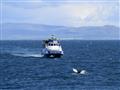 Jedného krásneho dňa vyrazíme na šíri oceán pozorovať veľryby.