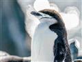 Možno práve tieto roztomilé tučniaky. Foto: archív BUBO