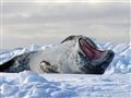 Tulene vám radi ležérne zapózujú. Foto: archív BUBO