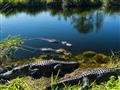 Everglades je známy predovšetkým vďaka aligátorom, ktoré tu žijú vo svojom prirodzenom habitate.