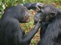 Šimpanzy z Tacugamy. Záchranné centrum s množstvom ocenení a obetavým prístupom ku zvieratám. Divoči