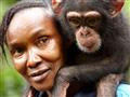 Baby šimpanz z Tacugamy. Tacugama je krásnym zážitkom a únikom z ruchu Freetownu. Viete, že šimpanz 