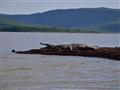 Na krokodílej pláži sa často vyhrievajú kusy až do 5 metrov dlhé