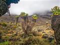 Stromovité starčeky (Dendrosenecio Kilimanjari), senecie majú až 500 rokov a sú vysoké až 6 metrov. 