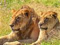 Ngorongoro je miestom s najvyššou koncentráciou levov v Afrike. Okrem toho je to aj miesto s najvyšš