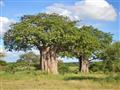 Prvé baobaby sú náznakom, že sa blížime do oblasti Tarangire. Celkovo je Tanzánia považovaná za kraj