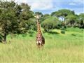 Žirafa masajská je poddruh žijúci na väčšine územia Tanzánie a južnej Kene. Je jedným z najrozšírene
