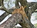 Levy tu často vyliezajú na stromy za oddychom. Týmto je známy aj susedný národný park Manyara. foto: