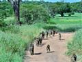 Paviány sú v tejto oblasti najväčšími primátmi. V Tanzánii na západnej strane žijú šimpanzy, tu však