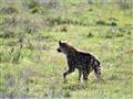 Len samotných hyen škvrnitých tu žije viac ako 300. Títo úspešní lovci sa tu majú spolu s levmi ako 