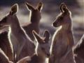 Kengury sú v Austrálii takmer všadeprítomné. Celková populácia všetkých druhov je odhadovaná na viac