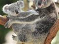 Medvedík koala nie je medvedík, ani jeho príbuzný. Sú to vačkovce, ako aj ostatné pôvodné druhy v Au