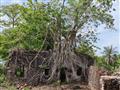 Pevnosť na ostrove Bunce island dobíjajú stromy. Nie je to síce Angkor Wat, ale aj tak si toto miest