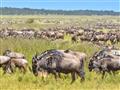Serengeti je snom každého milovníka prírody. Kto by nechcel vidieť Veľkú migráciu, Veľkú päťku a mno