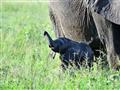 Malý slon pri narodení váži približne 100 kilogramov. Matky sa so svojimi sestrami a sesternicami sa
