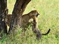 Okrem levov tu nájdete aj leopardy, psy hyenovité (ktoré sú však veľmi vzácne) ale aj gepardy. Žije 