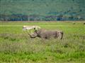 Toto miesto je aj jedným z najdôležitejších útočísk nosorožcov dvojrohých vo východnej Afrike. Predp