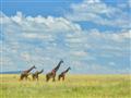 Serengeti znamená v jazyku masajov (maa) 