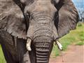 Vďaka pytliactvu bola populácia slonov znížená, ale aj napriek tomu tu nájdeme dostatok týchto chobo