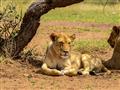 Samice levov lovia pre celú skupinu. Učia mladé od 2-3 mesiacov, ako sa správať a loviť, aby sa v bu