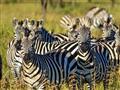 Pozrite sa na skupinu zebier. Čiernobielo vidiacim šelmám sa strácajú kontúry jednotlivých zvierat. 