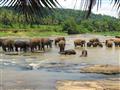 Sloní sirotinec v PINNAWALA na brehoch rieky Maoya bude určite pre mnohých najväčším zážitkom. 70 ro