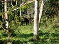 Nameri je malý ale zaujímavý park. Je tu najväčšia koncentrácia divých slonov indických. Hľadajte ic