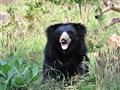 Medveď pyskatý je ďalšou veľkou atrakciou tohoto parku. Žije na veľkom území, takmer v celej Indii, 