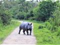 V tomto parku žije najväčšia populácia nosorožcov indických. Nikde na svete nemáte vo voľnej prírode