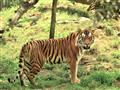 Tigre sú samotárske a každý jedinec si udržiava rozsiahle územie. Preto je tak náročné ich hľadať. f