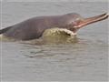 V hnedých vodách Brahmaputry žije fascinujúci druh sladkovodného delfína. Tieto zvieratá sú posledný