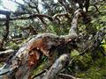 Kvôli tejto kôre ho v Ekvádore volajú aj ako papierový strom. foto: Lorena Tapia de Morillo - BUBO
