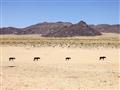 V púšti medzi Kolmanskopom a mestečkom Aus je oblasť známa populáciou divých púštnych koní. foto: Ju