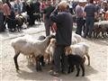 Spoznajte najväčší trh so zvieratami práve v Kašgare. foto: archív – BUBO