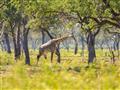 Okrem viacerých druhov antilop tu žije aj najvyšší suchozemský tvor - žirafa škvrnitá.  foto: Martin