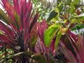 V Ekvádore a na Galapágoch budeme obdivovať unikátne rastliny a živočíchy. Foto: Štefan Bielik - BUB