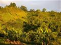 Kávová plantáž, kde sa pestuje na 100% iba arabica. TU v Quindio tá najlepšia v celej Kolumbii. Ochu