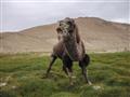 Besná ťava? Určite uvidíte obrovské baktríjske ťavy prechádzať z Afganistanu do Tadžikistanu. foto: 