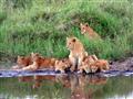 Masai Mara - levia rodinka