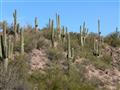 Saguáro je asi najznámejšou rastlinou sonorskej púšte, ktorá z juhu obklopuje Phoenix, hlavné mesto 