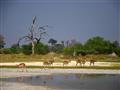 Impala je najpočetnejšia antilopa nielen v Chobe, ale vo viacerých parkoch v celej Afrike